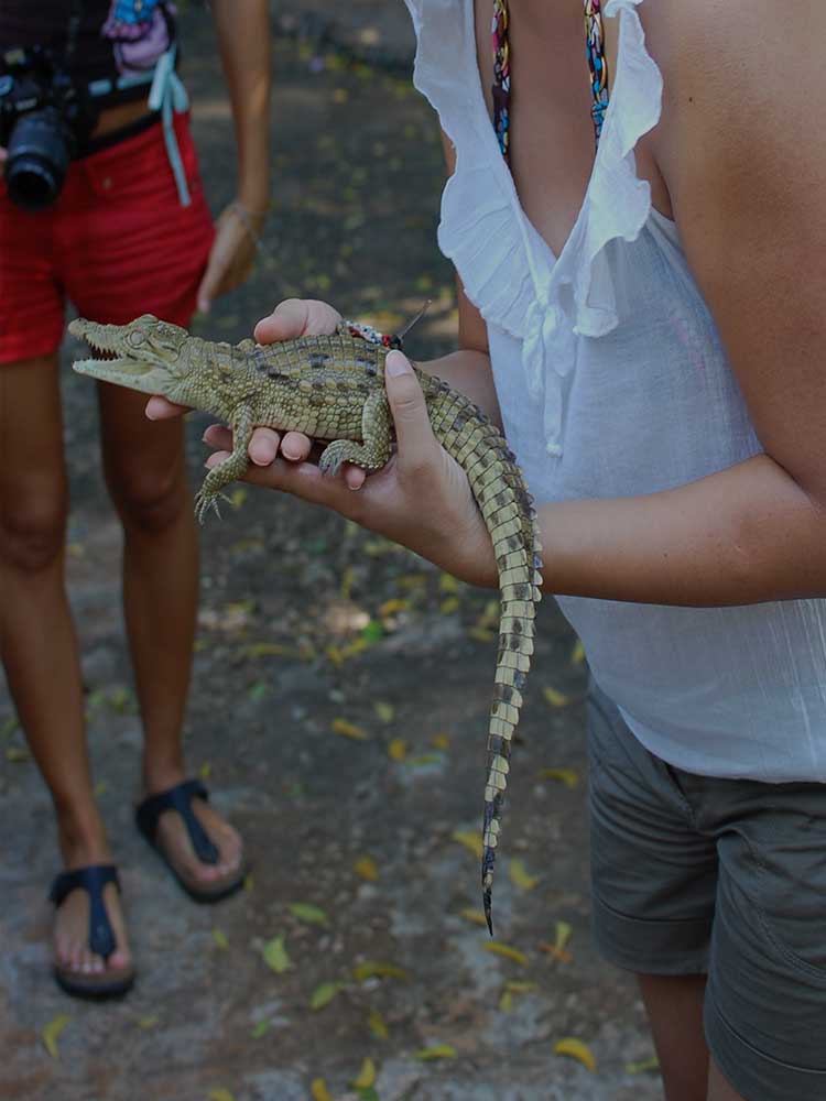 conservation of animals in Kenya nile crocodile baby interaction ©bushtreksafaris