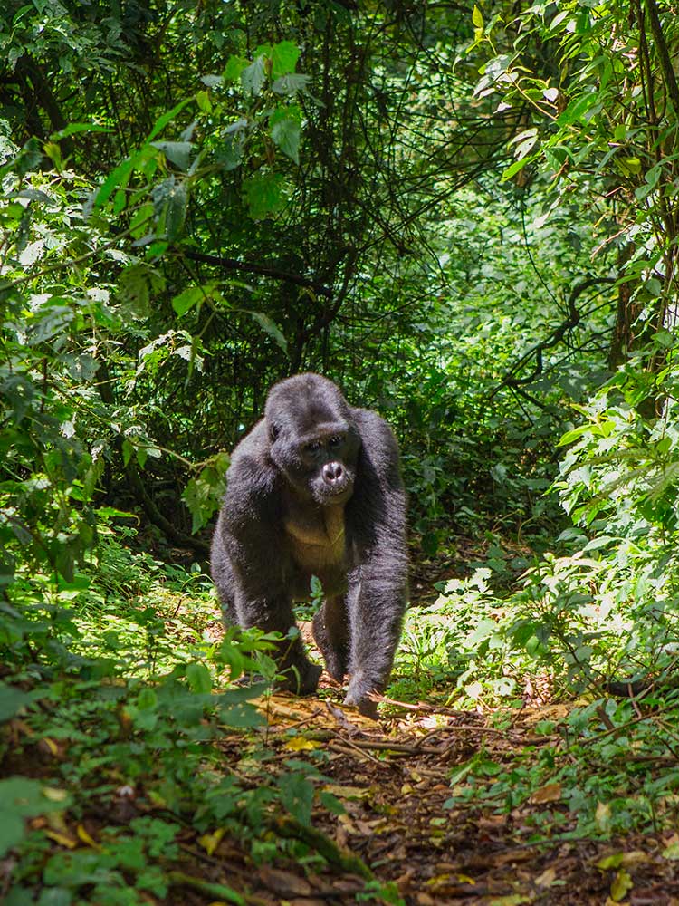 Virunga gorilla safari a young adult gorilla walks along a forest path towards camera ©bushtreksafaris