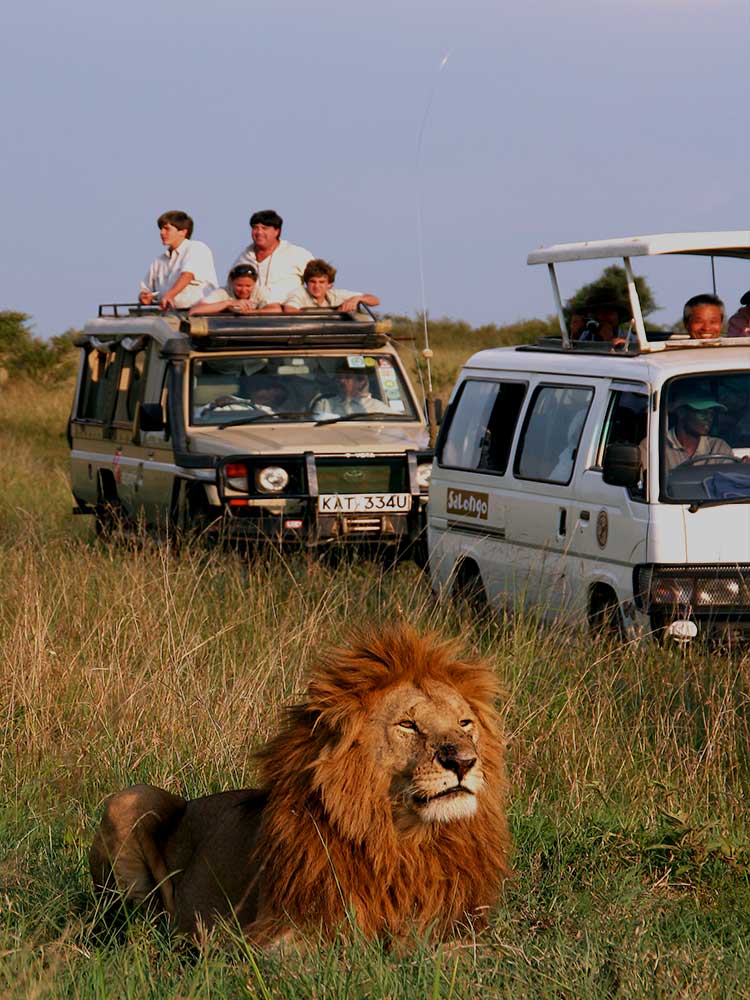 Lion in the sunset caught on camera by happy excited tourists Kenya safari ©bushtreksafaris