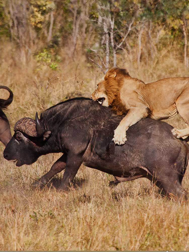 Lion climbs on Buffalo to hunt it down amazing photography safaris in Kenya ©bushtreksafaris