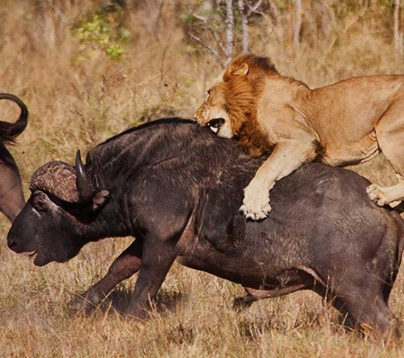 Lion climbs on Buffalo to hunt it down amazing photography safaris in Kenya ©bushtreksafaris