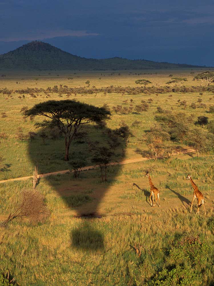 Balloon Safari in serengeti Shadow of balloon over Giraffe below spectacular safari ©bushtreksafaris