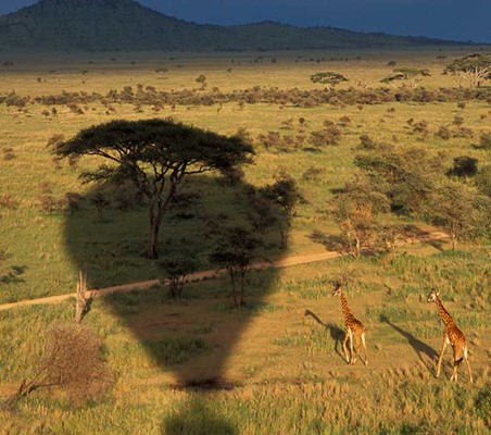 Balloon Safari in serengeti Shadow of balloon over Giraffe below spectacular safari ©bushtreksafaris