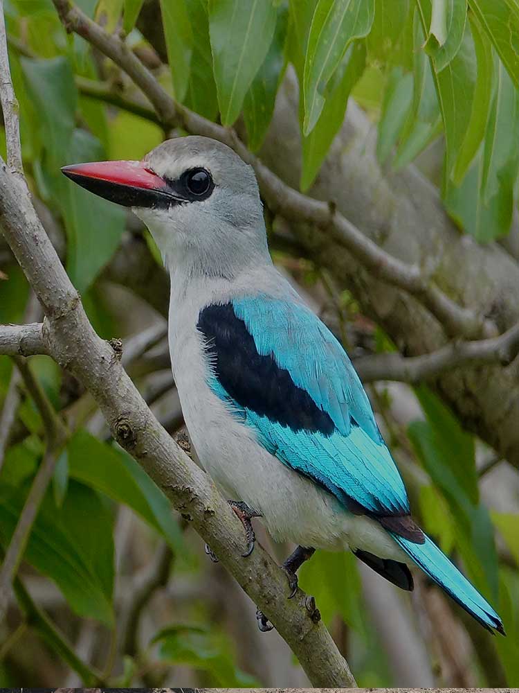 rare Blue Breasted Kingfisher spotted at Lake Mburo Tanzania safari ©bushtreksafaris