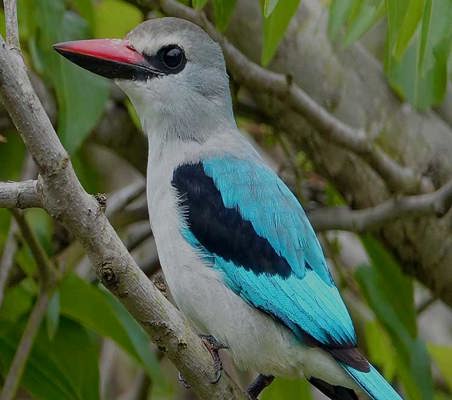 rare Blue Breasted Kingfisher spotted at Lake Mburo Tanzania safari ©bushtreksafaris