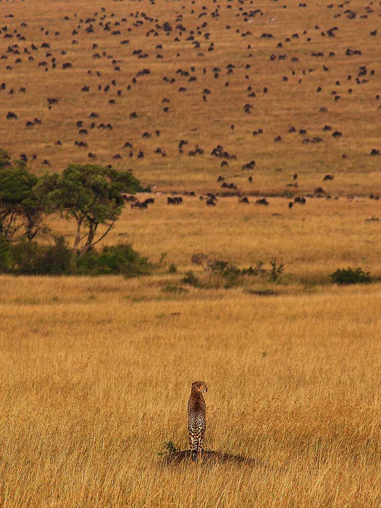 Cheetah scanning the grassland for a hunt Wildebeest Savannah dry season Kenya ©bushtreksafaris