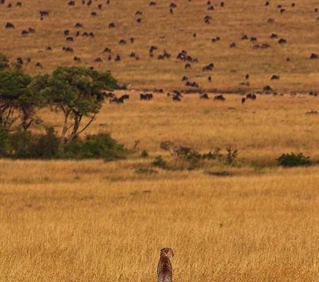 Cheetah scanning the grassland for a hunt Wildebeest Savannah dry season Kenya ©bushtreksafaris