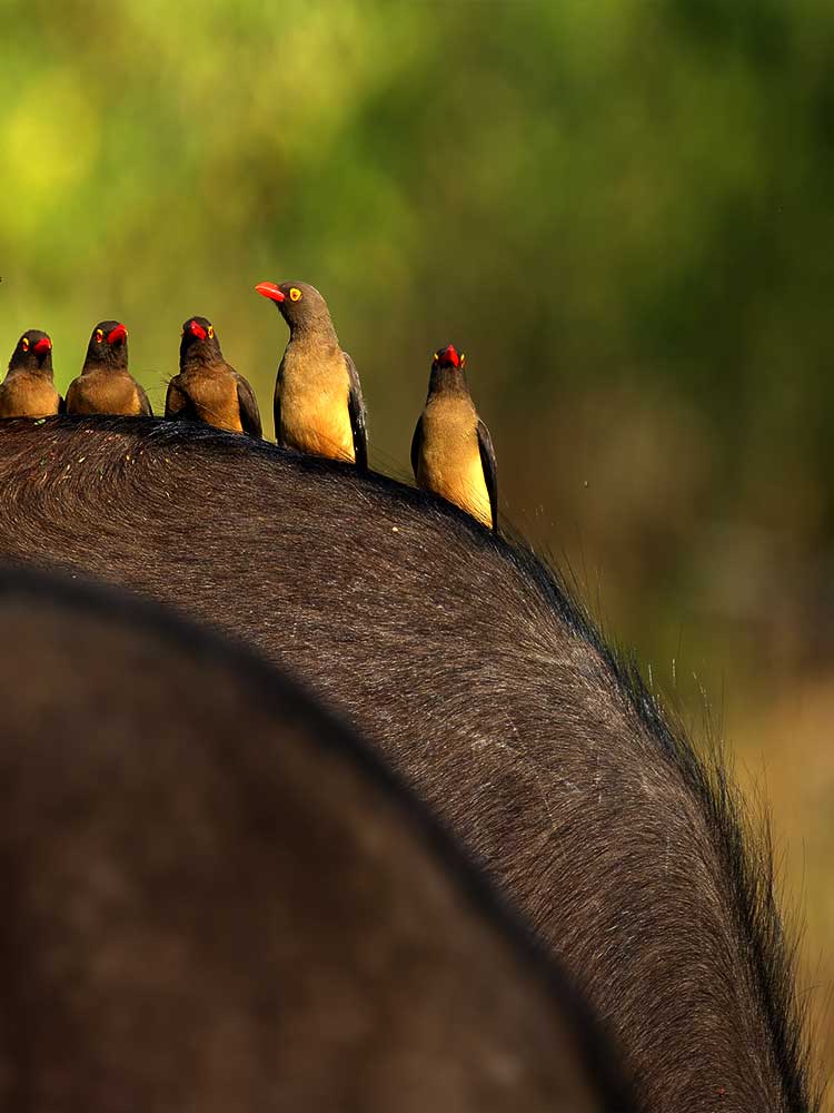 birds perched on buffaloes back maasai mara evening photo Kenya safari ©bushtreksafaris
