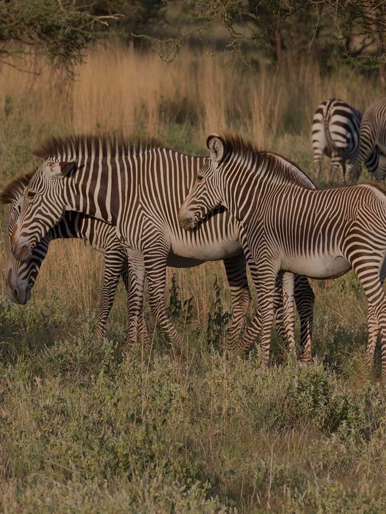 endangered Grevy's Zebra seen here in Samburu on Kenya Safari ©bushtreksafaris