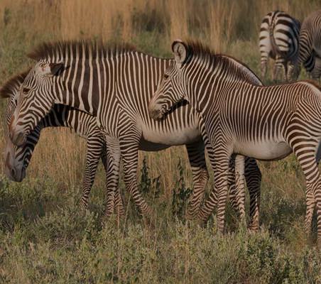 endangered Grevy's Zebra seen here in Samburu on Kenya Safari ©bushtreksafaris
