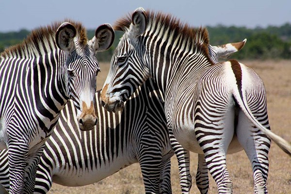 closeup photo of Grevy's Zebras Ol Pejeta Conservancy private game safaris Africa ©bushtreksafaris