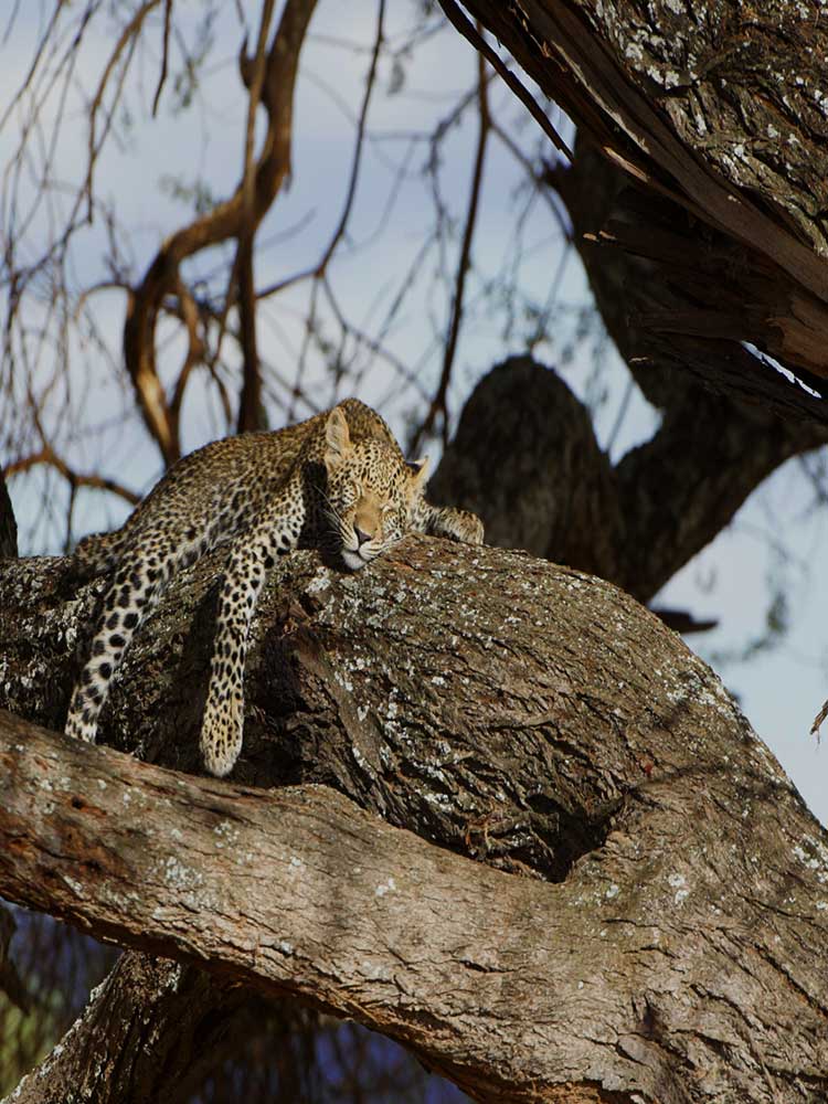 Leopard Sleeping on tree in serengeti Tanzania safari ©bushtreksafaris