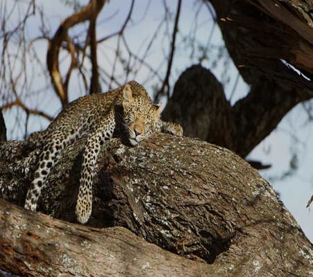 Leopard Sleeping on tree in serengeti Tanzania safari ©bushtreksafaris