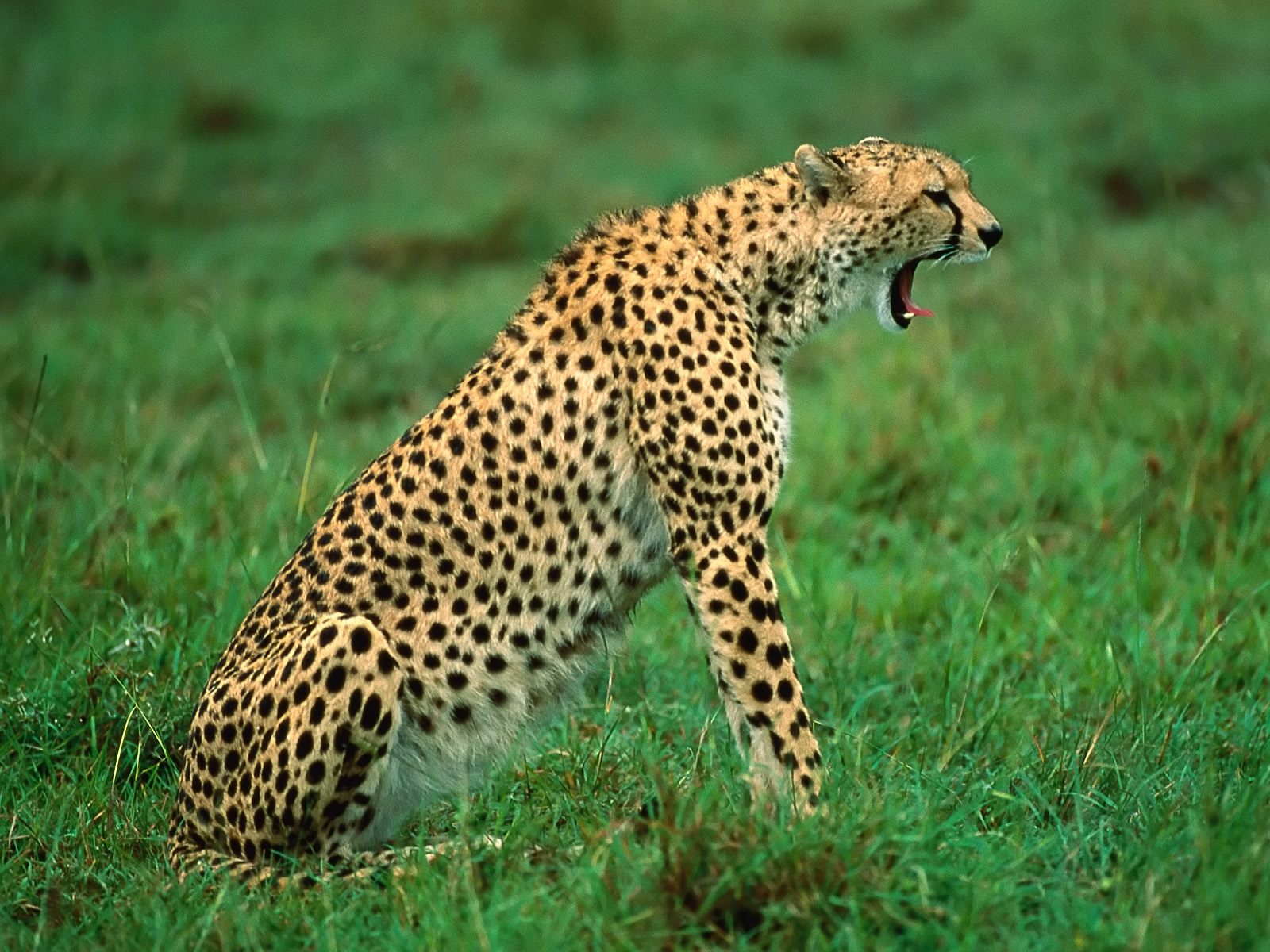 Cheetah yawning on safari in Kenya during the wet season ®bushtreksafaris