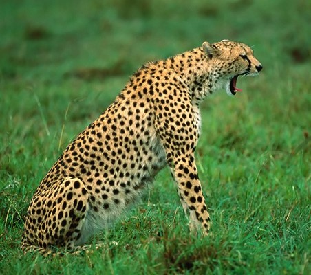 Cheetah yawning on safari in Kenya during the wet season ®bushtreksafaris