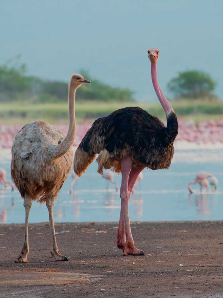 Ostrich pair walk along the lake shore with Flamingo Lake Elementaita Kenya Safari ©bushtreksafaris