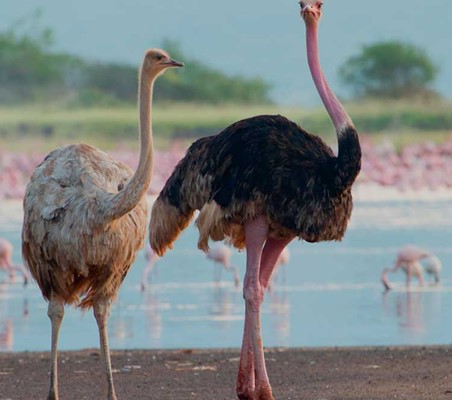 Ostrich pair walk along the lake shore with Flamingo Lake Elementaita Kenya Safari ©bushtreksafaris
