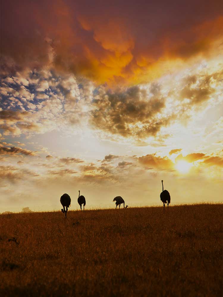 Ostriches feeding as the sun sets over the maasai mara Kenya safari ©bushtreksafaris