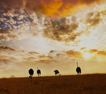 Ostriches feeding as the sun sets over the maasai mara Kenya safari ©bushtreksafaris