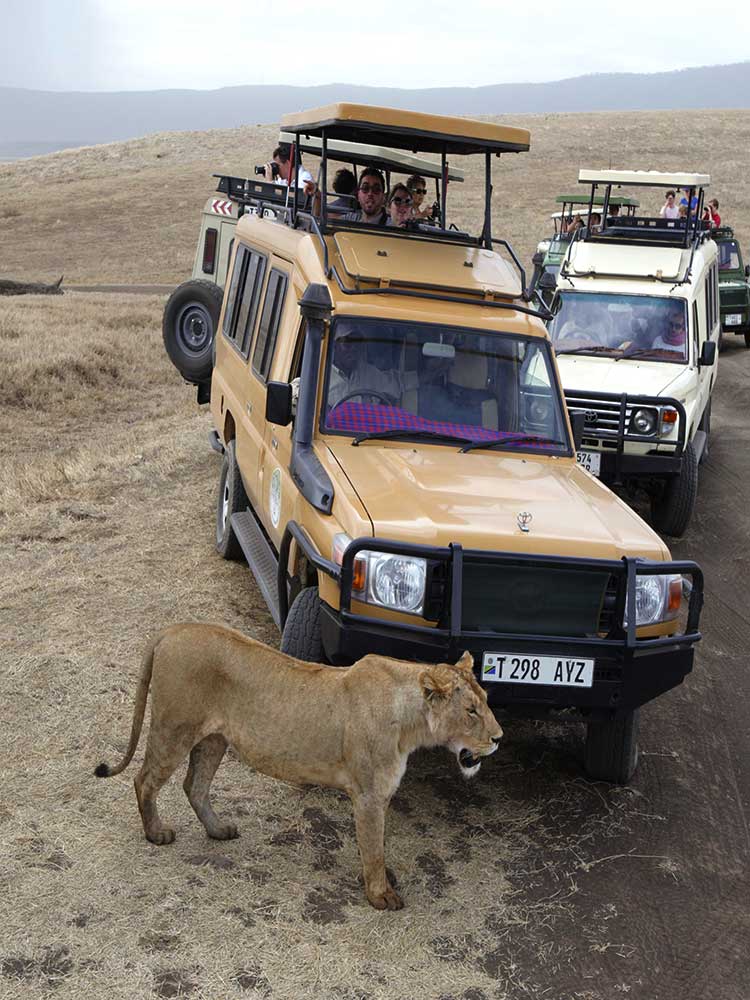 lions in ngorongoro crater seen my happy tourists ©bushtreksafaris