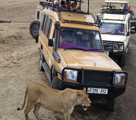 lions in ngorongoro crater seen my happy tourists ©bushtreksafaris