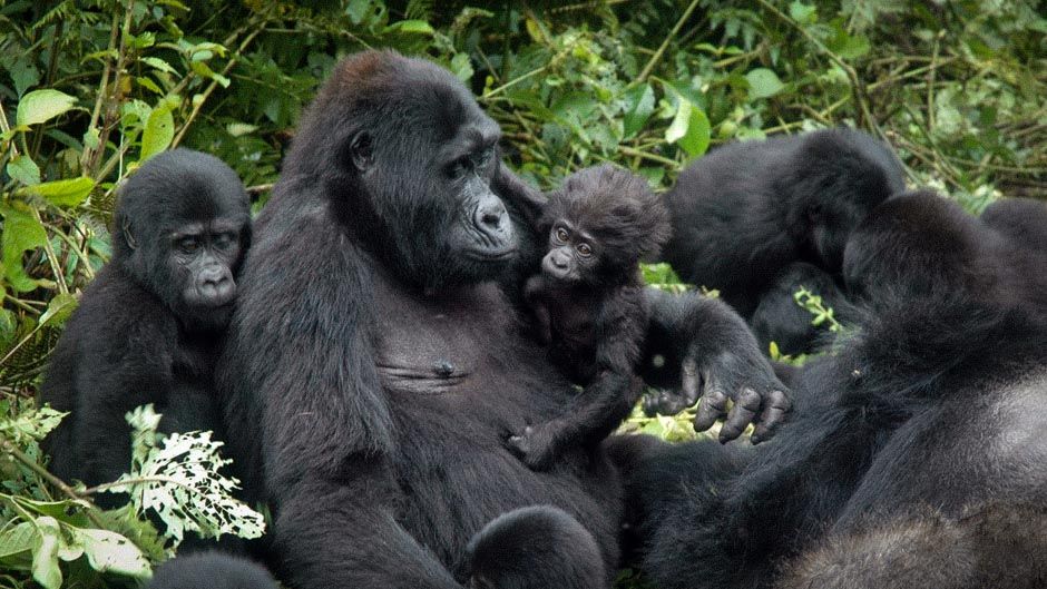 lowland mountain Gorilla family spotted on a gorilla safari in Uganda ®bushtreksafaris