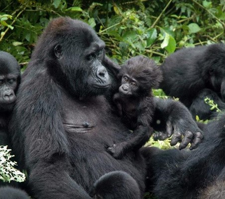 lowland mountain Gorilla family spotted on a gorilla safari in Uganda ®bushtreksafaris