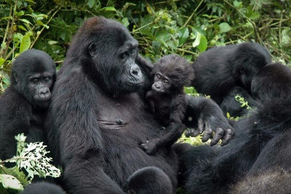 lowland mountain Gorilla family spotted on a gorilla safari in Uganda ®bushtreksafaris