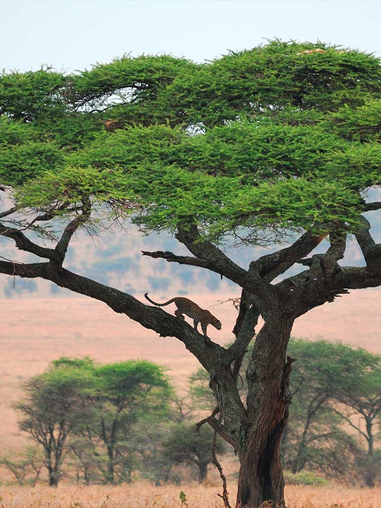 Leopard descending Distant Tree private game safaris Africa ©bushtreksafaris