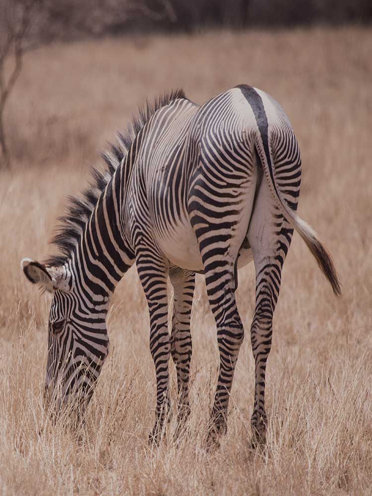 Grevy's Zebra Samburu sighting on Kenya private game safari ©bushtreksafaris