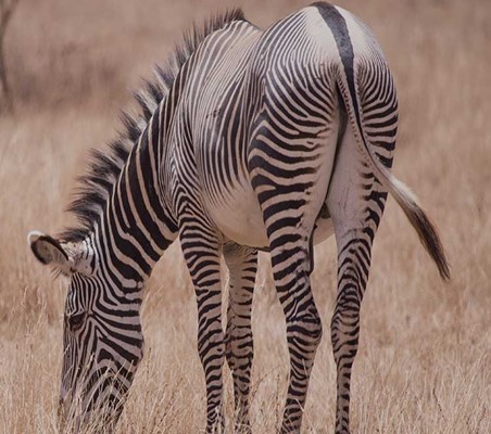 Grevy's Zebra Samburu sighting on Kenya private game safari ©bushtreksafaris