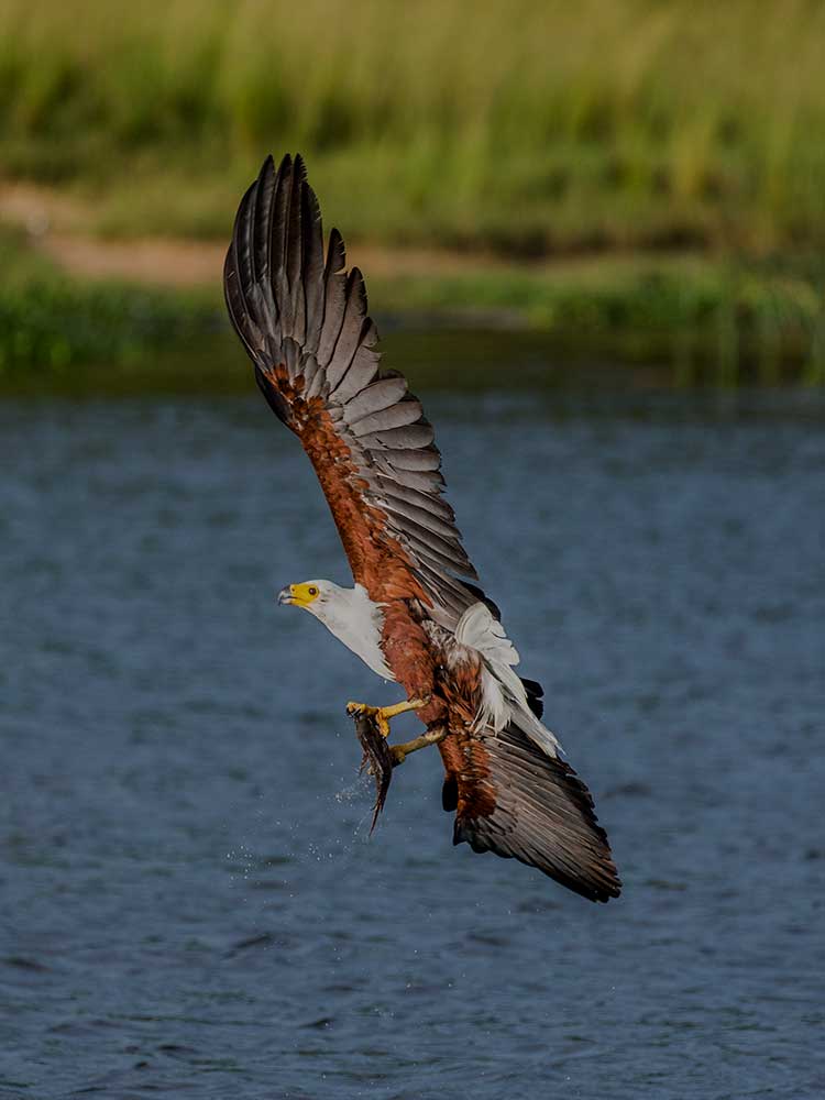 African Fish Eagle swooping for a catch Lake Manyara  photography safaris ©bushtreksafaris