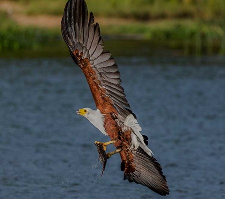 African Fish Eagle swooping for a catch Lake Manyara photography safaris ©bushtreksafaris