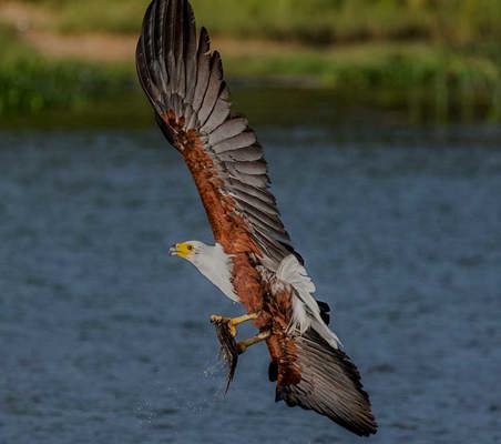 African Fish Eagle swooping for a catch Lake Manyara  photography safaris ©bushtreksafaris