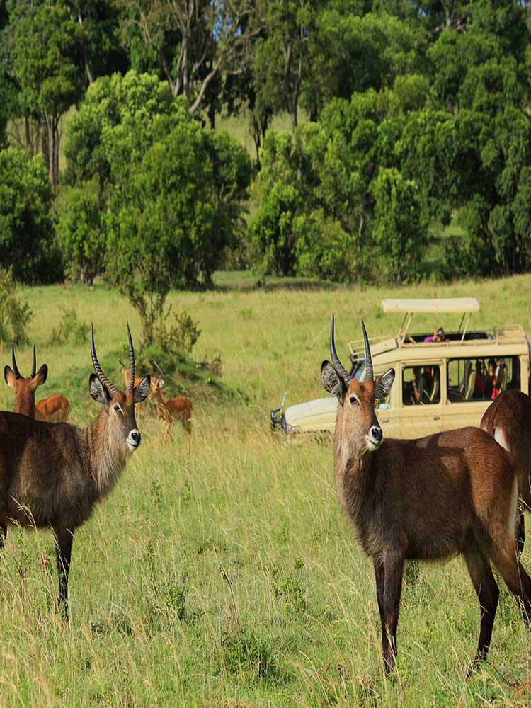 Waterbuck seen in the Masai Mara wet season on Kenya safari ©bushtreksafaris