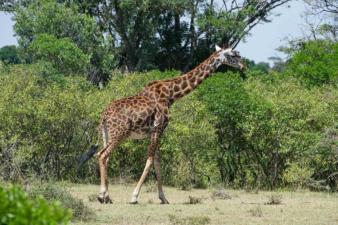 full photo of giraffe maasai mara north conservancy kenya safari ®bushtreksafaris
