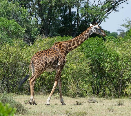 full photo of giraffe maasai mara north conservancy kenya safari ®bushtreksafaris