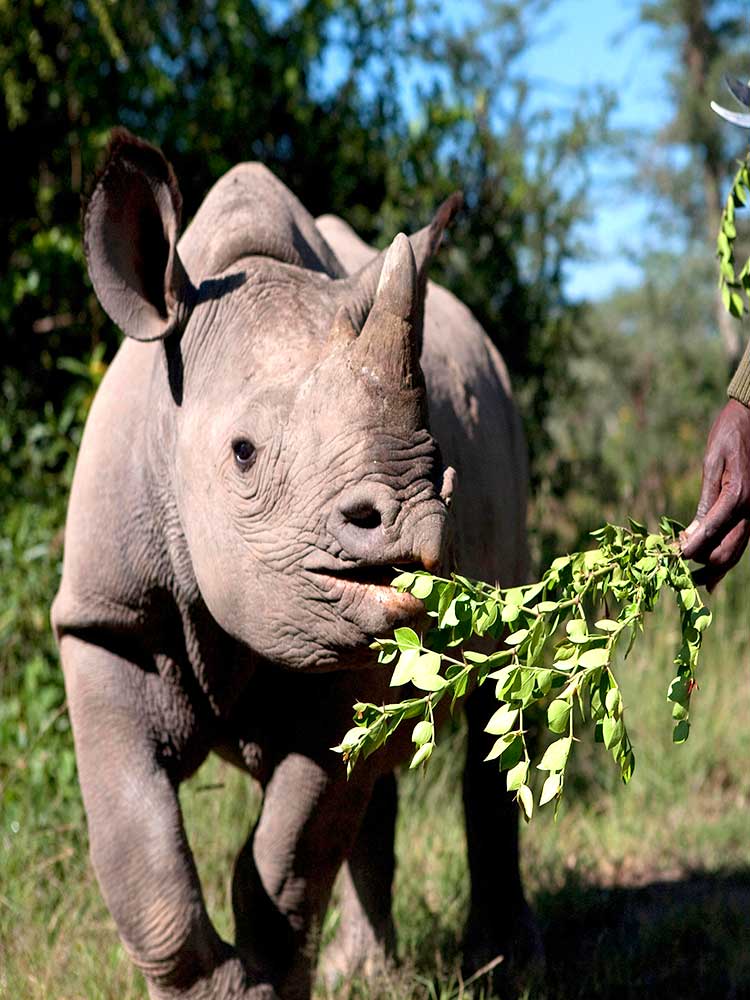 Rhino Conservation in Tsavo DSWT ranger looks after baby rhino hand feeding photo ©bushtreksafaris