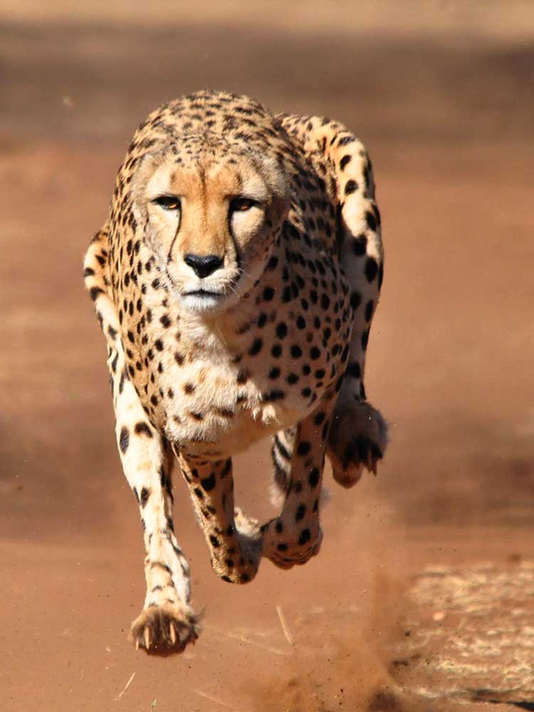 Cheetah airbourne in Full Flight headshot photography safaris ©bushtreksafaris