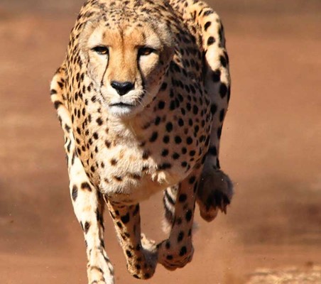Cheetah airbourne in Full Flight headshot photography safaris ©bushtreksafaris