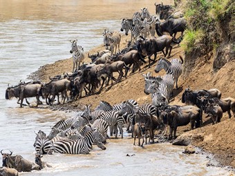 The Great Migration Safari 2024