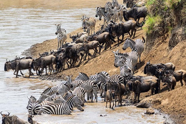 Gnu  wildebeest and Zebra on the banks of the Mara River crossing ©bushtreksafaris