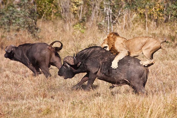 Lion attacks Buffalo pounces on its Back take down spectacular safaris Kenya ©bushtreksafaris