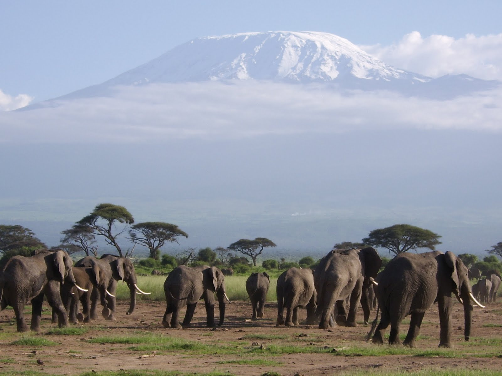 Elephants on the foothills of snow capped mount Kilimanjaro