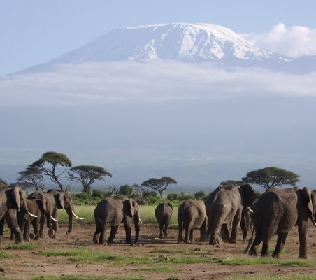 Elephants on the foothills of snow capped mount Kilimanjaro
