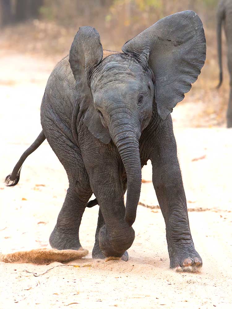 Baby Elephant flapping ears and Running dirt track photography safari ©bushtreksafaris