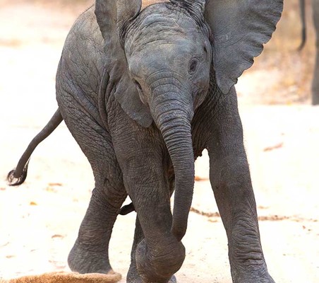 Baby Elephant flapping ears and Running dirt track photography safari ©bushtreksafaris