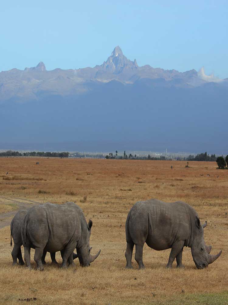 Ol Pejeta Rhino Family & Sudan private game safaris laikipia ©bushtreksafaris