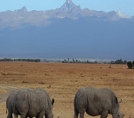 Ol Pejeta Rhino Family & Sudan private game safaris laikipia ©bushtreksafaris