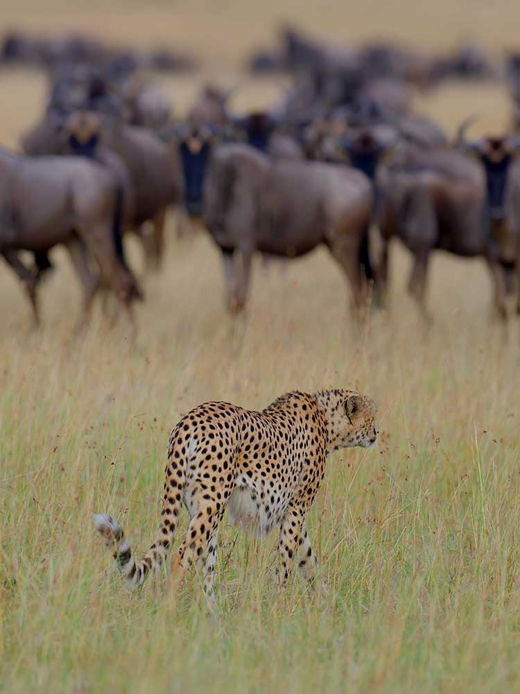 Cheetah Prowling choosing Wildebeest target for hunt Serengeti safari tanzania ©bushtreksafaris